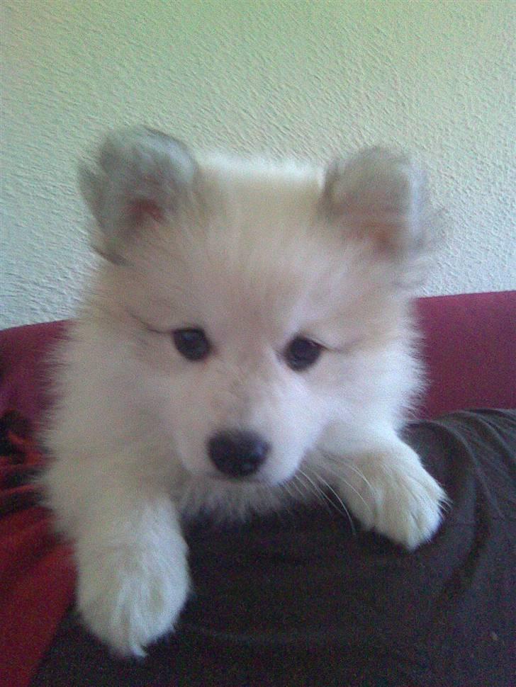 Japansk spids balto billede 2