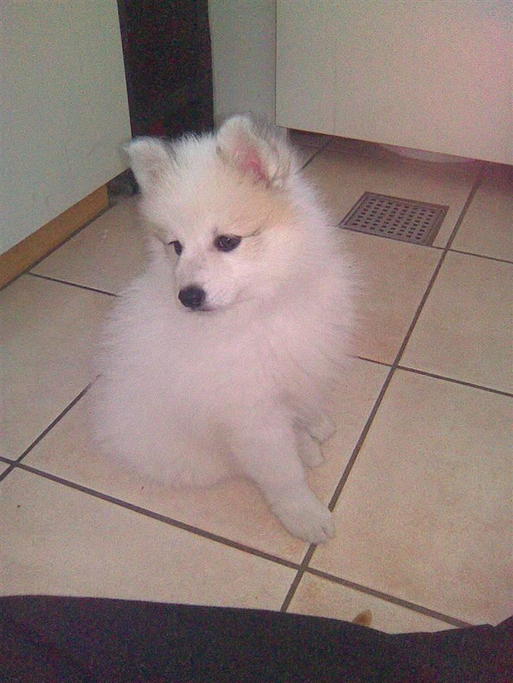 Japansk spids balto billede 3