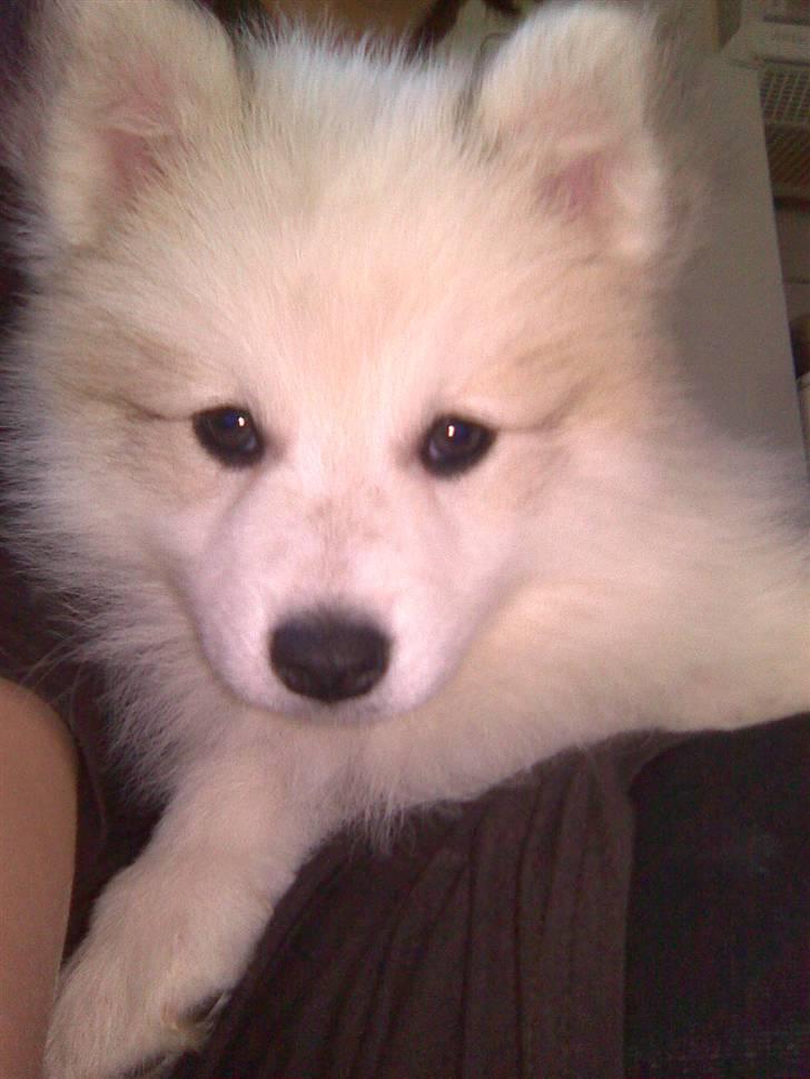 Japansk spids balto billede 4