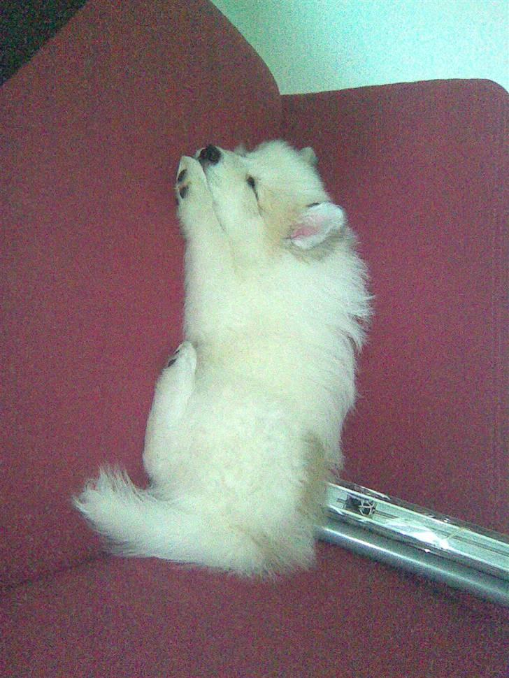 Japansk spids balto billede 5