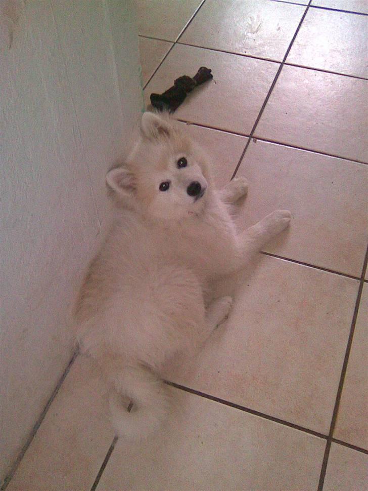 Japansk spids balto billede 6