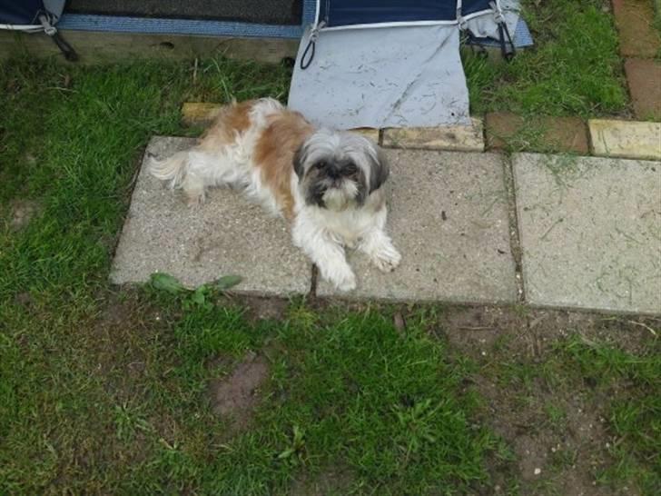 Shih tzu malu billede 1