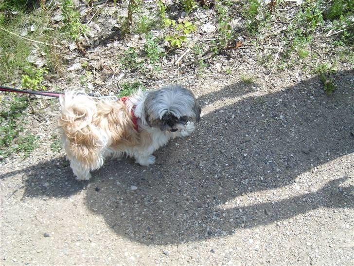 Shih tzu malu billede 2