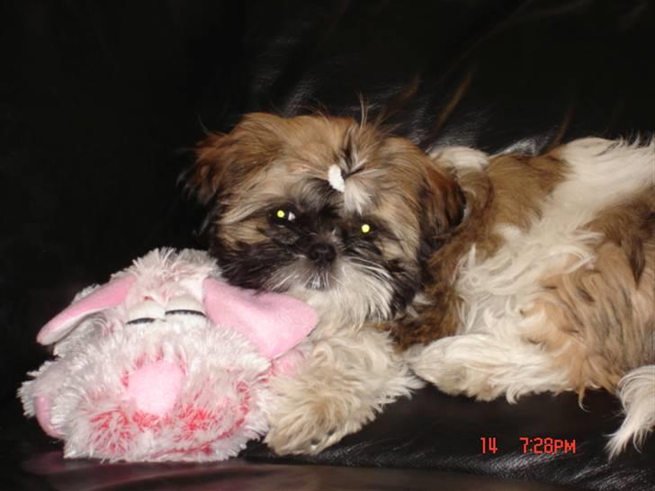 Shih tzu malu billede 3