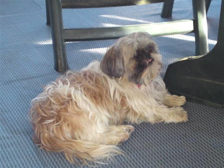 Shih tzu malu billede 5