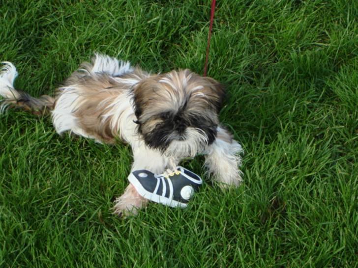 Shih tzu malu billede 6