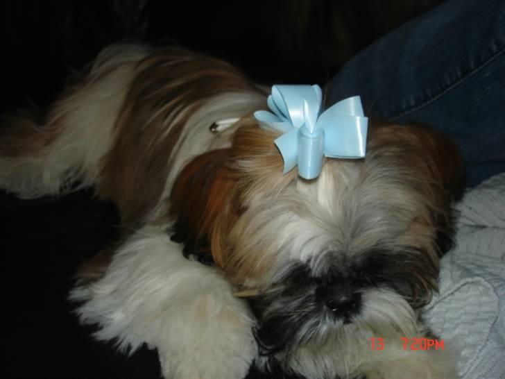 Shih tzu malu billede 7
