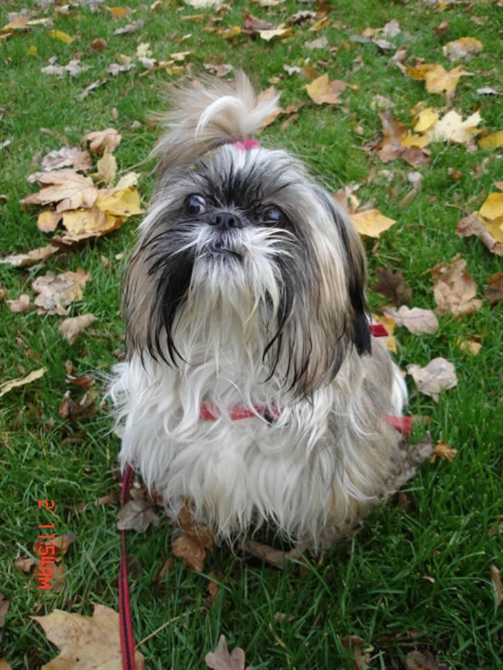 Shih tzu malu billede 8