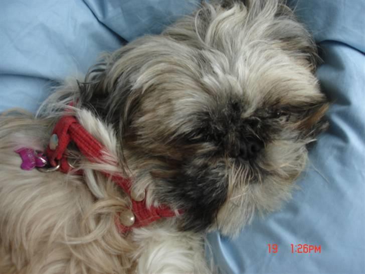 Shih tzu malu billede 9