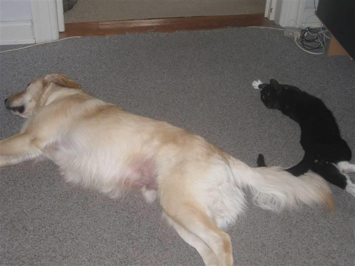 Labrador retriever Daddy billede 17