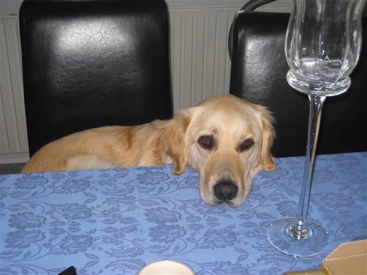 Labrador retriever Daddy - Han har det med at sidde med ved bordet...   ;D billede 18