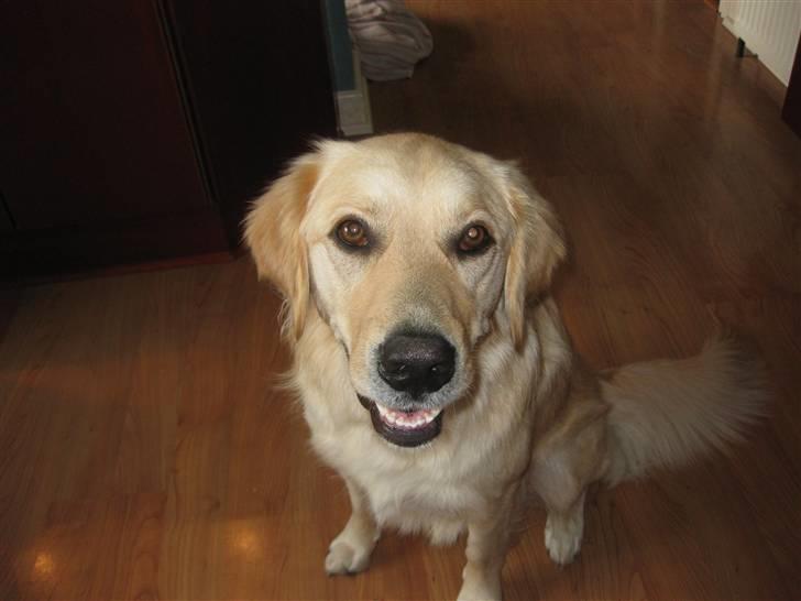 Labrador retriever Daddy - Velkommen til min profil! billede 1