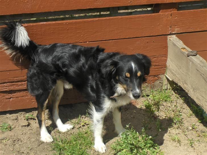 Blanding af racer Bandit<3 billede 16