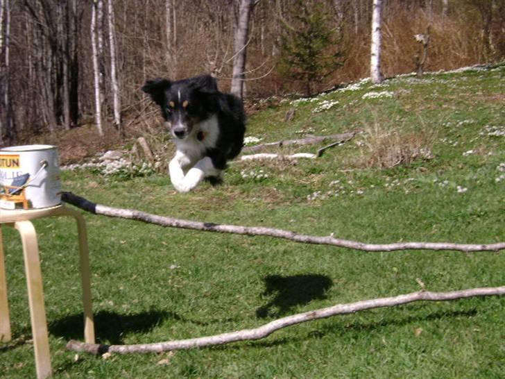 Blanding af racer Bandit<3 billede 17