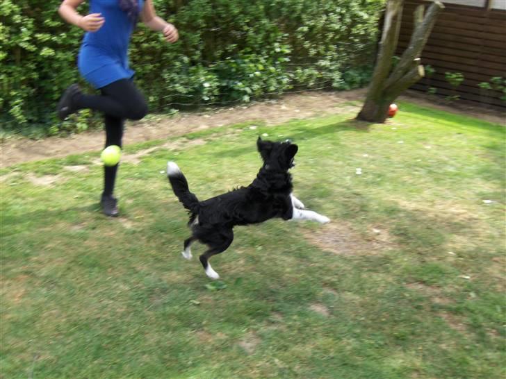 Blanding af racer Bandit<3 billede 19