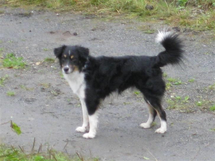 Blanding af racer Bandit<3 billede 20