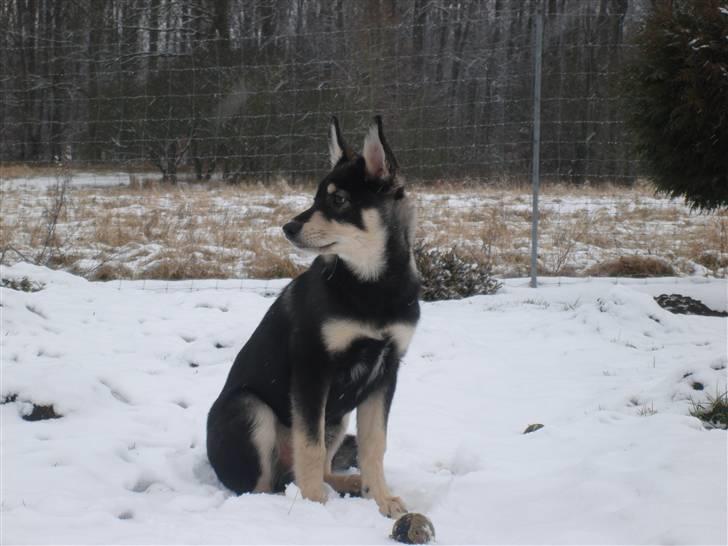 Finsk hyrdehund Bierdni billede 1