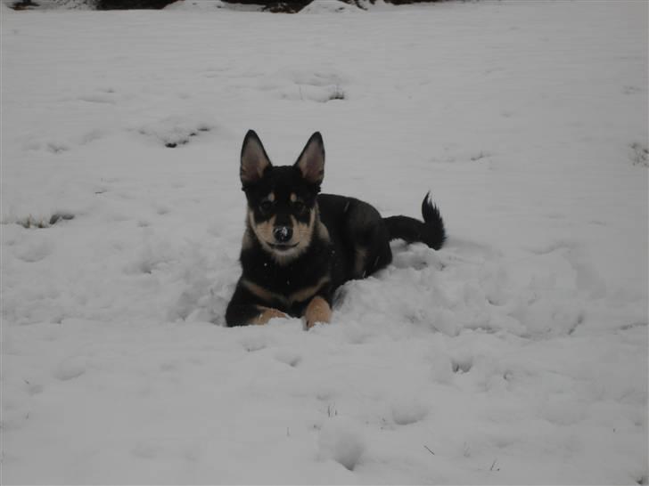 Finsk hyrdehund Bierdni billede 2