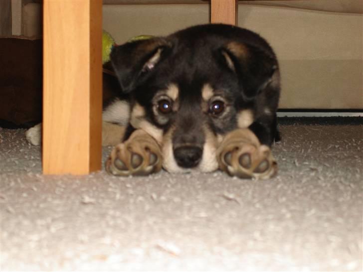 Finsk hyrdehund Bierdni billede 3