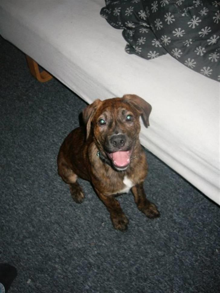 Blanding af racer Bailey. R.I.P. <3 - Bailey. :) Se hvor sød jeg er ? :D billede 9