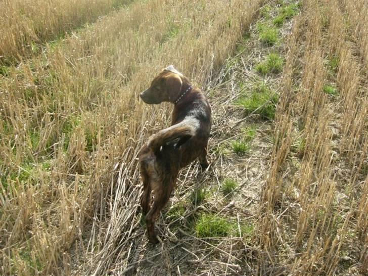 Blanding af racer Bailey. R.I.P. <3 - Bailey , på tur i stubmarken :) billede 10