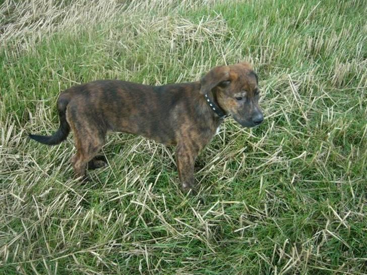 Blanding af racer Bailey. R.I.P. <3 - Bailey , på tur i stubmarken :) billede 11