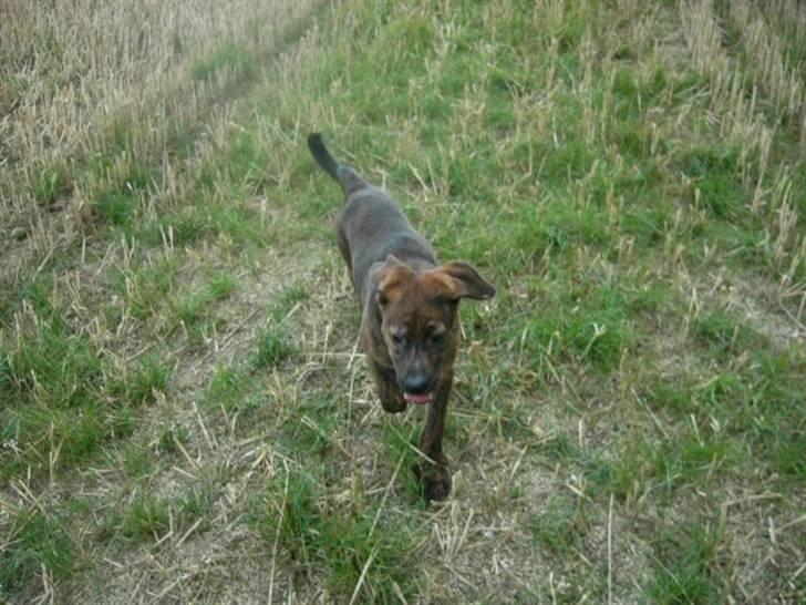 Blanding af racer Bailey. R.I.P. <3 - Bailey , på tur i stubmarken :) billede 12