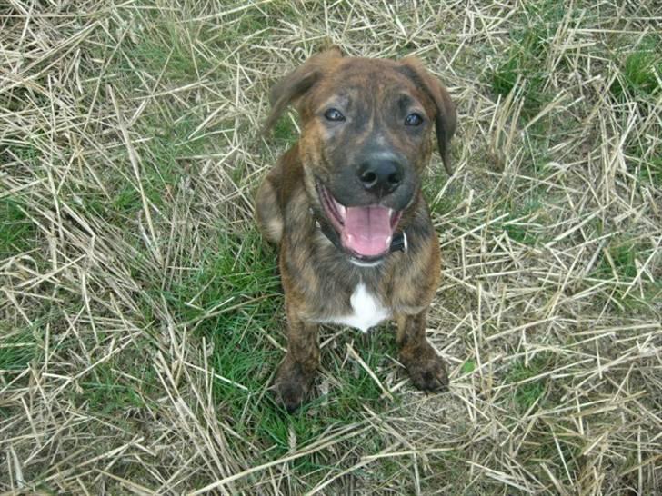 Blanding af racer Bailey. R.I.P. <3 - Bailey , på tur i stubmarken :) billede 13