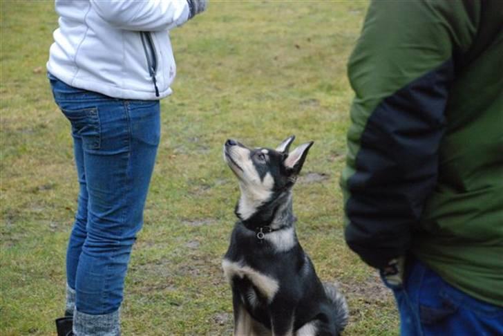 Finsk hyrdehund Bierdni billede 4