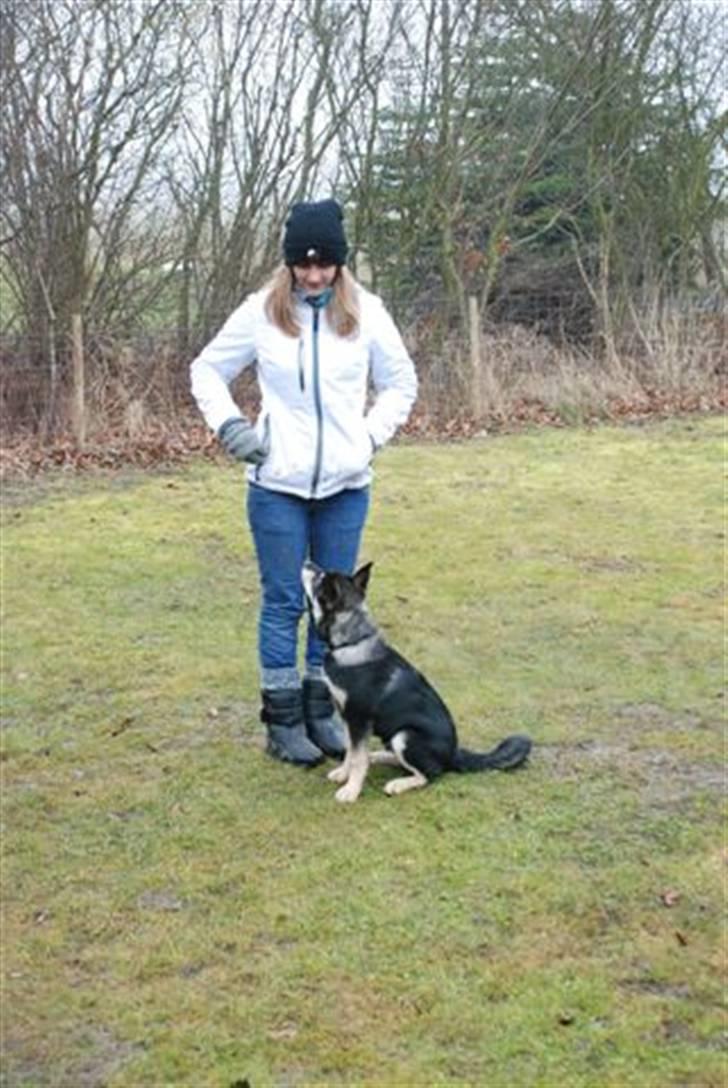 Finsk hyrdehund Bierdni billede 5