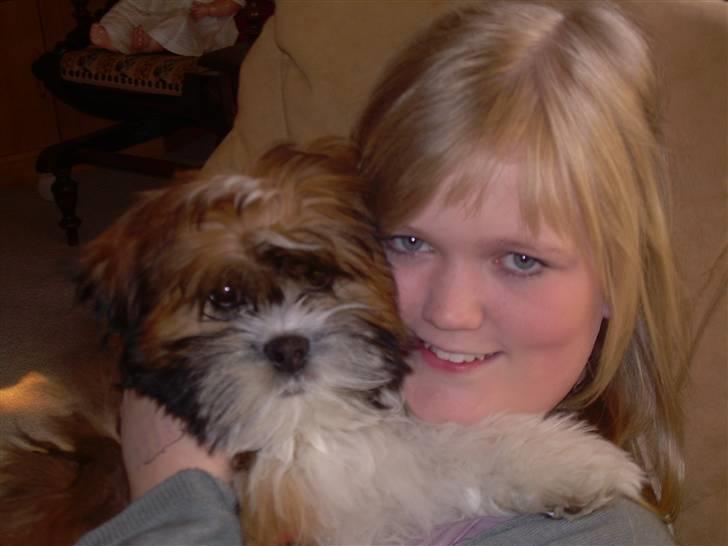 Lhasa apso Fabricius Konrad billede 2