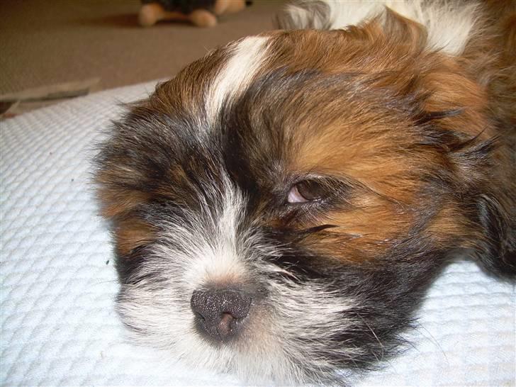 Lhasa apso Fabricius Konrad billede 3