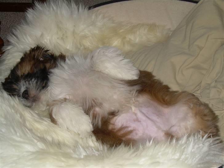 Lhasa apso Fabricius Konrad billede 4