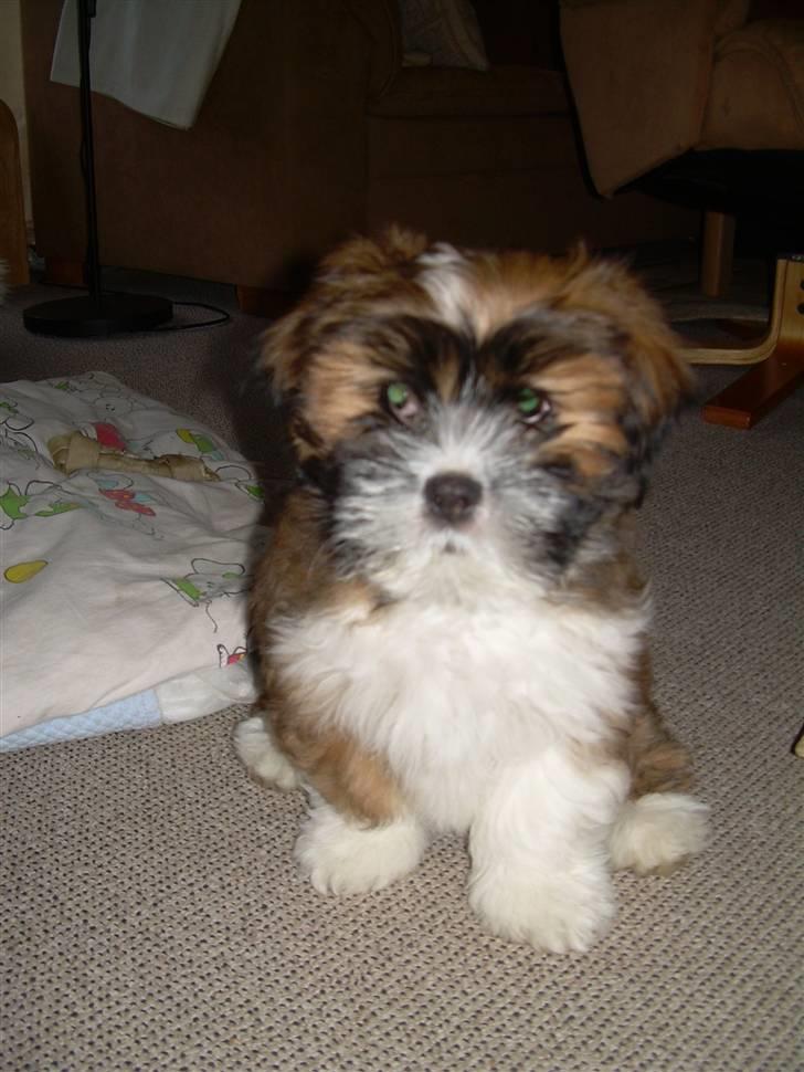 Lhasa apso Fabricius Konrad billede 5