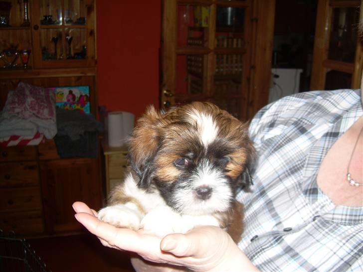 Lhasa apso Fabricius Konrad - bare 8 uger billede 6