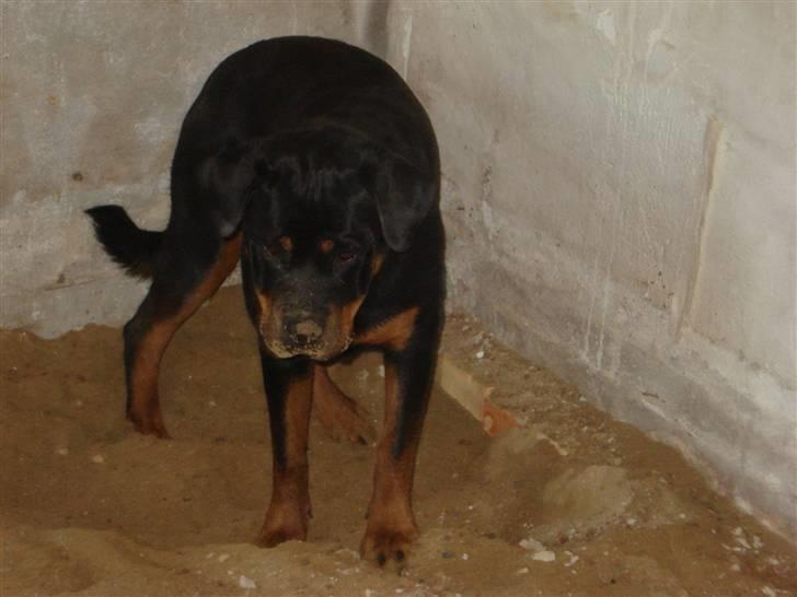 Rottweiler Berta billede 6