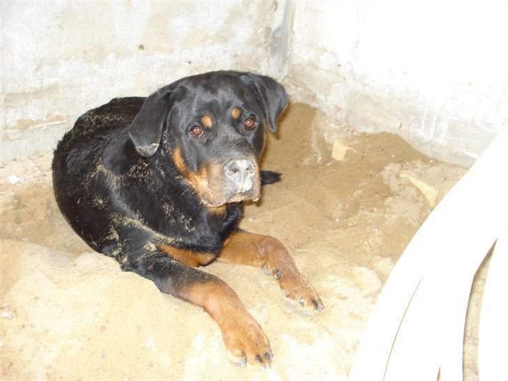 Rottweiler Berta billede 7