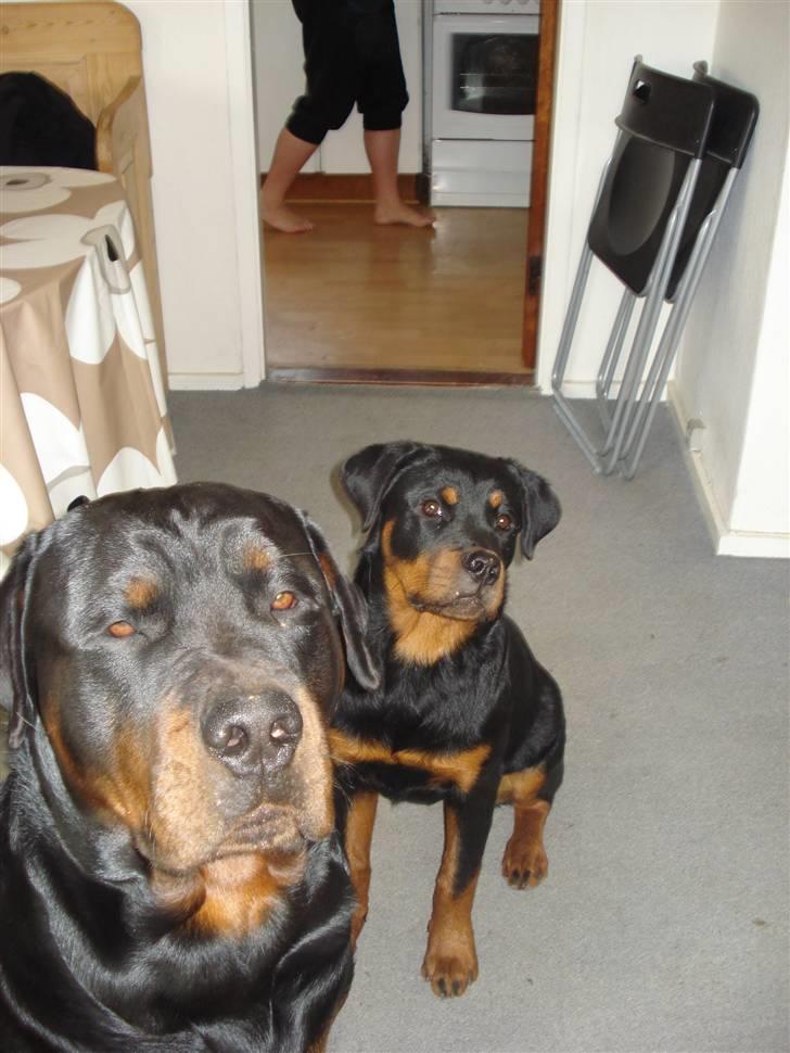 Rottweiler Berta billede 8