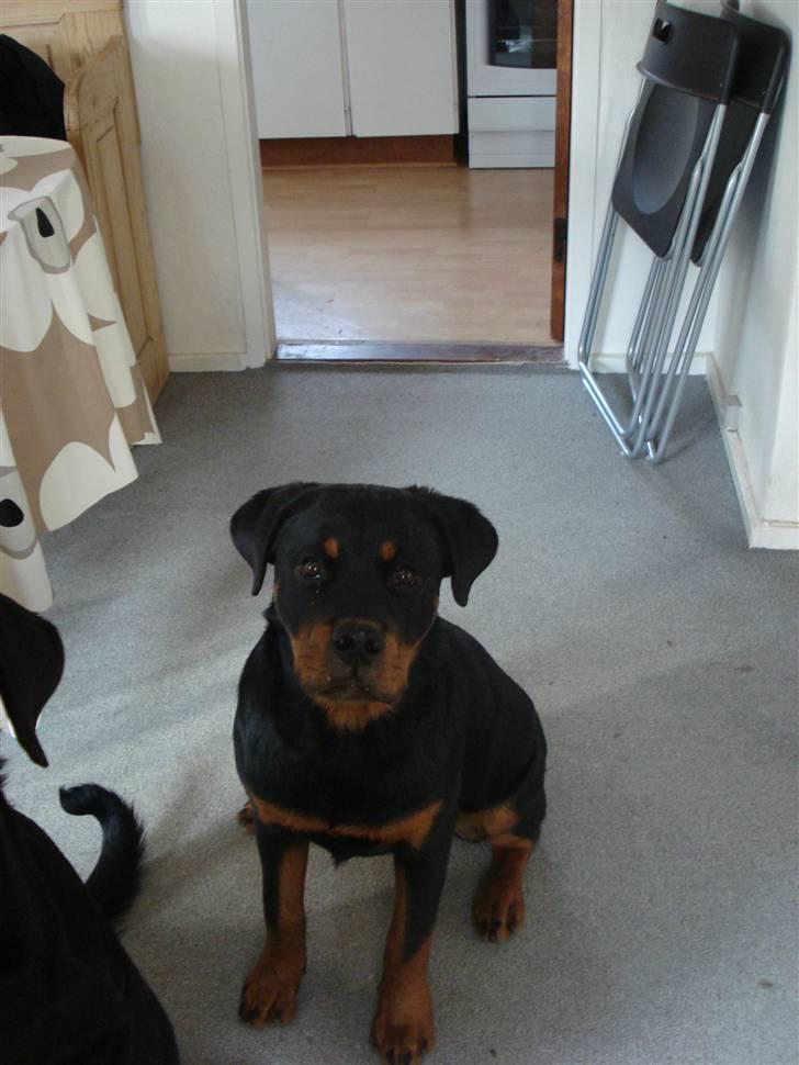 Rottweiler Berta billede 9