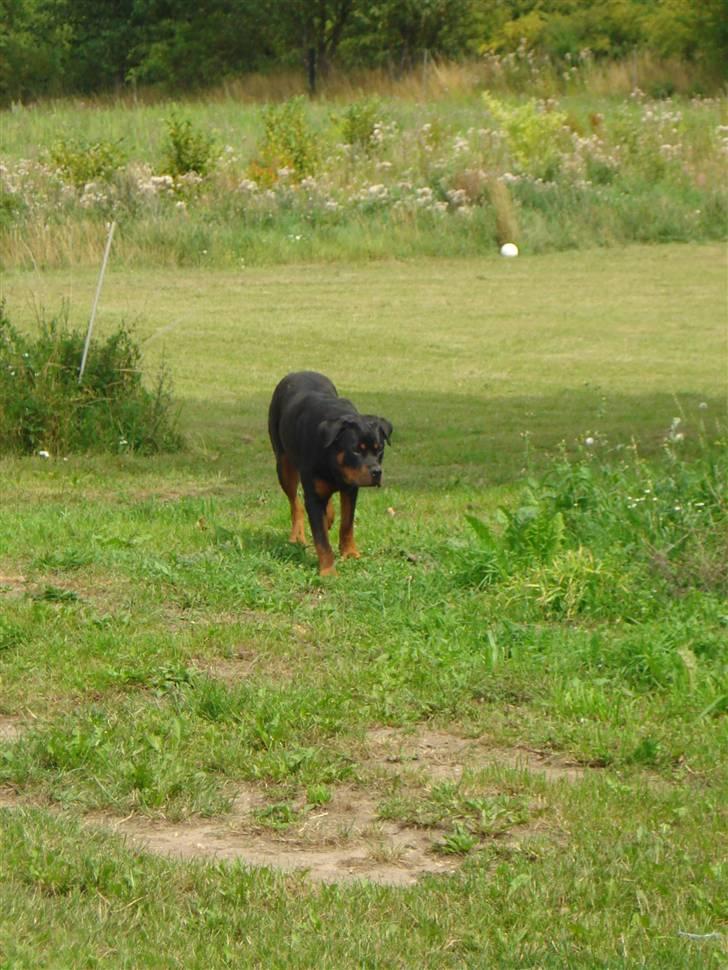 Rottweiler Berta billede 11