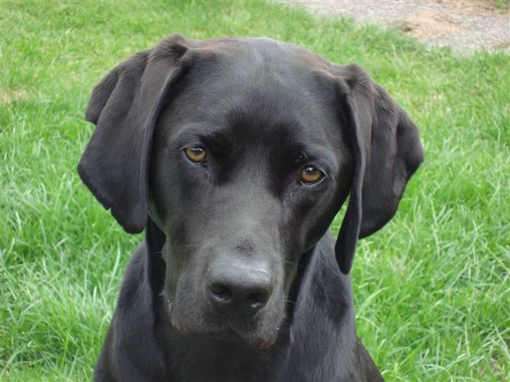 Blanding af racer Tyson - Velkommen til Tyson´s profil billede 1