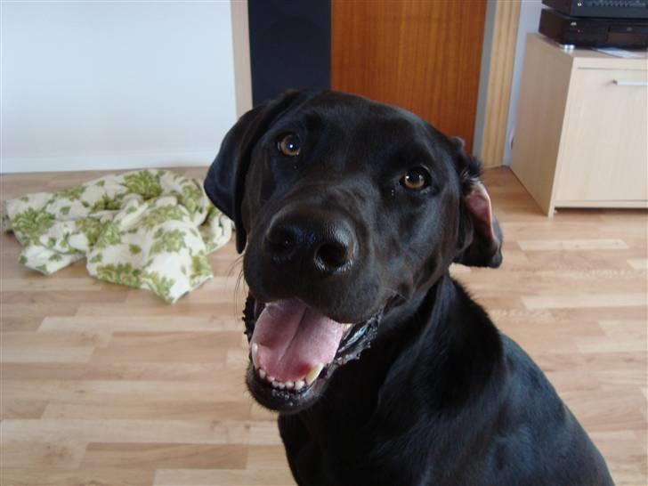 Blanding af racer Tyson billede 2