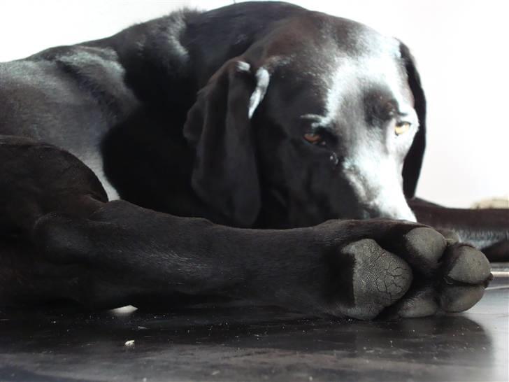 Blanding af racer Tyson - Umm hvor han nyder solen  billede 3