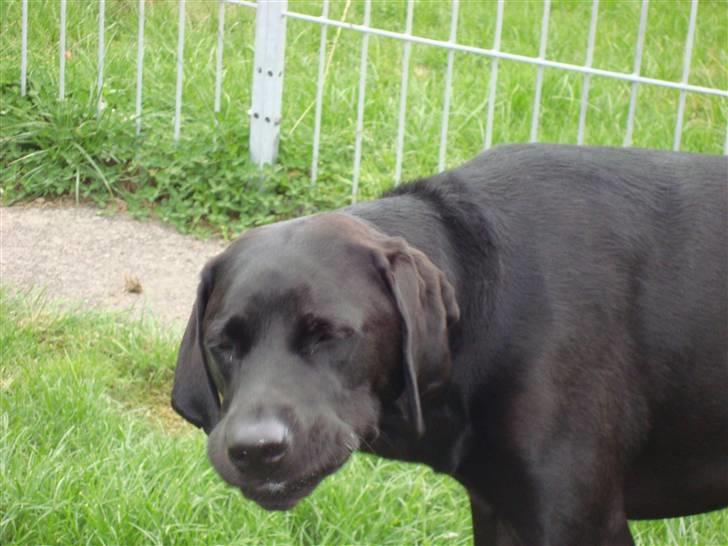 Blanding af racer Tyson - he he knap så heldigt et billede.. Han spiser gullerøder sammen med Ninka billede 4