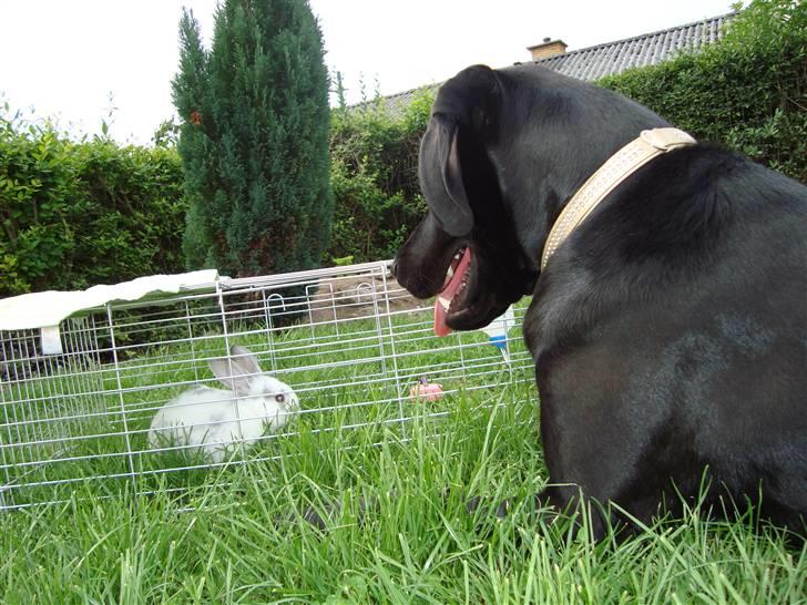 Blanding af racer Tyson - tyson passer på Ninka billede 5