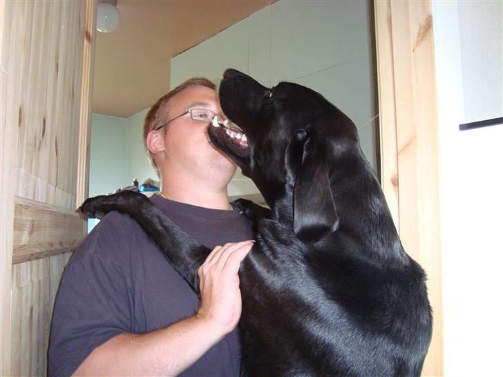 Blanding af racer Tyson - Far får da lige en knuser når han kommer hjem fra arbejde billede 6