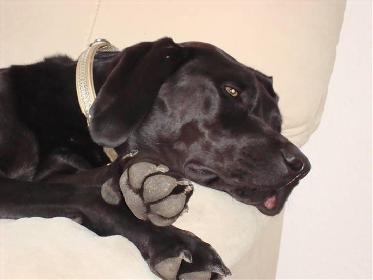 Blanding af racer Tyson - Mor´s skødehund må gerne være i sofaen billede 7