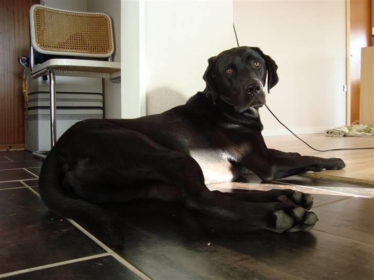 Blanding af racer Tyson - ligger og ser dejlig ud  billede 8