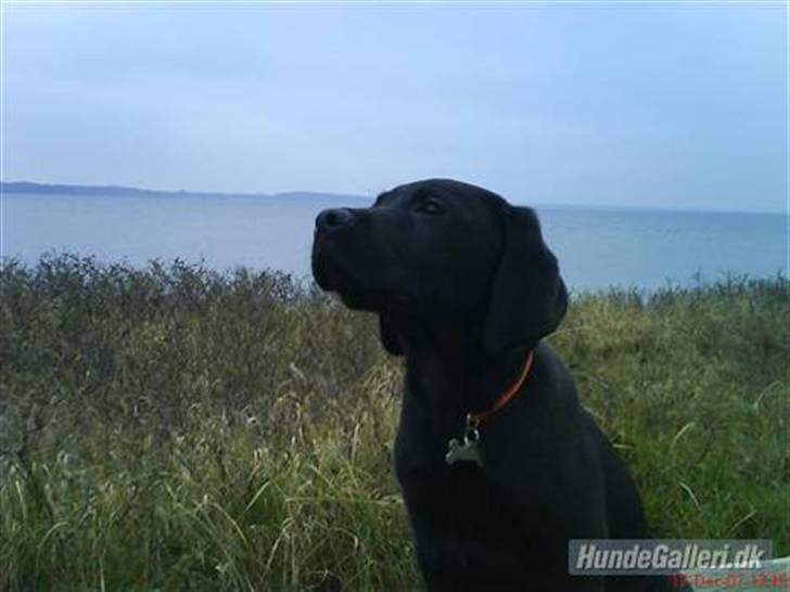 Blanding af racer Tyson - Dengang var han ikke særlig stor billede 9