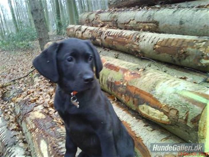 Blanding af racer Tyson - Tyson i skoven som baby billede 10